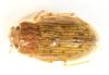 Helophorus sp.
